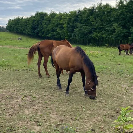 Tuender Guest house Mogyorod